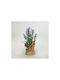 Lavendel Topfpflanze Linatscha Weiß Natürliche 36cm