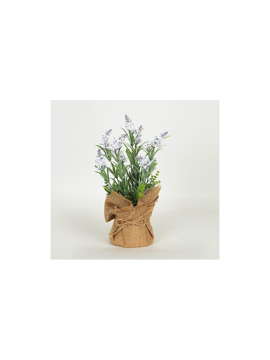 Lavendel Topfpflanze Linatsha Flieder Natürlich...