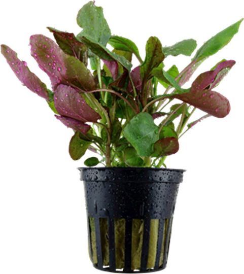 Live Aquarium Plants Lobelia Cardinalis Water Lobelia