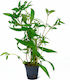 Live Aquarium Plants Hygrophila Stricta Tai