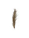 Dried Plant Reed Flower 9cm 24pcs (Various Designs) Fylliana