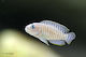 Neolamprologus Multifasciatus 2-3см
