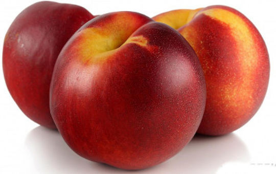 Nectarine Tree Red Gold Nectarine Tree Red Gold