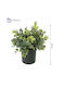 Plantă Artificială Decorativă Eucaliptus Înălțime 25cm 1 Bucată