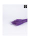Tarwe Triticum Frosted Purple Bouquet 65cm 40 Pieces