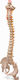 Oem Medical Training Manikin Spinal Column 90cm White
