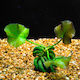 Stoffels Nymphoides Aquatica Bulb