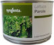 Syngenta Samen Salat Parole