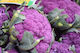 Syngenta Samen Blumenkohl Graffiti