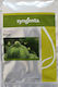Syngenta Seeds Pumpkinς Zucchini Brice