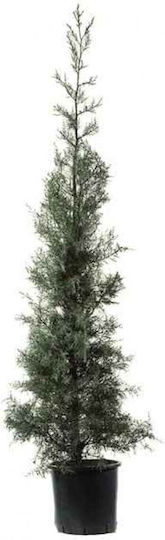 Αριζόνα Cupressus Arizonica Αριζόνα Cupressus Arizonica