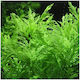 Hygrophila Odora Φπ