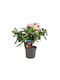 Plantă Adenium Obesum Trandafirul Deșertului