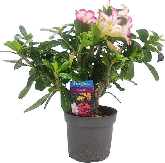 Adenium Obesum Topfpflanze Das Wüstenrose Adenium Obesum Topfpflanze Das Wüstenrose