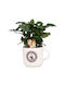 Καφεόδεντρο Coffea Arabica Weihnachtliche Becher Weiß Weihnachtlich Becher Weiß
