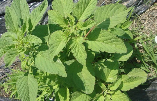 Gemma Seeds Amaranthus Blitum Gemma Seeds Amaranthus Blitum