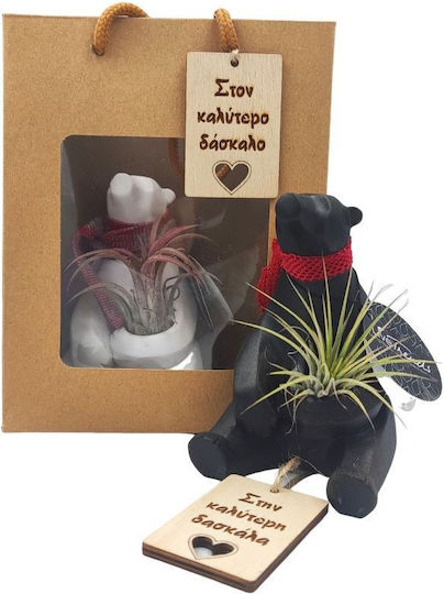 Gift for Teacher – Teddy Bear Air Plant Arrangement