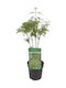 Arbore de Platan Acer Palmatum ”butterfly” Japonez