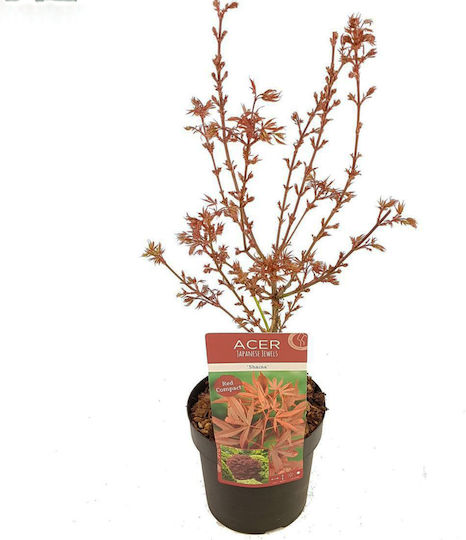 Acer Palmatum “shaina”