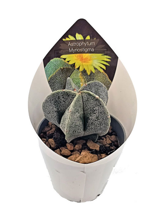 Κάκτος Παχύφυτο Astrophytum Myriostigma
