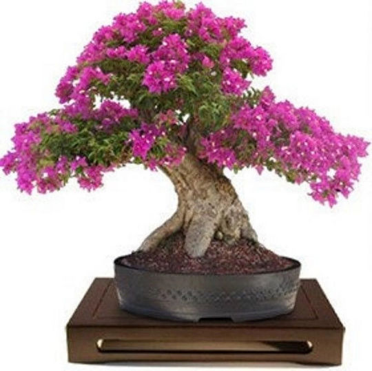 Μπονσάι Λαγκεστρέμια “lagerstroemia Indiga Violacea” – 50 Σπόροι