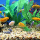 Cichlide Malawi Mix 10-12cm