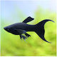 Molly Black Longfin S