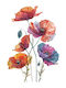 Autocolant Decorativ Perete Mobilă Fereastră Design Flori De Mac Colorate Autocolant Autoadeziv Pvc Vinil Dimensiune 88 X 60 Cm Premium Original Deals