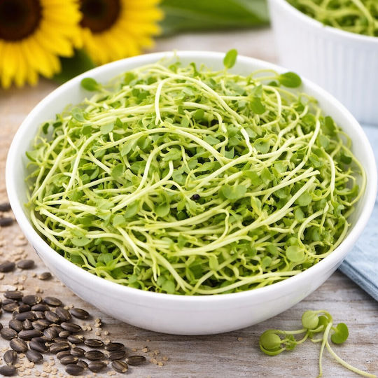 Σπόροι Φύτρες Ηλιόσπορου “sunfolwer Sprouts” – 20γρ Σπόροι