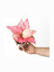 Aglaonema Pink Angel
