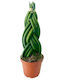 Sansevieria Cylindrica Twister