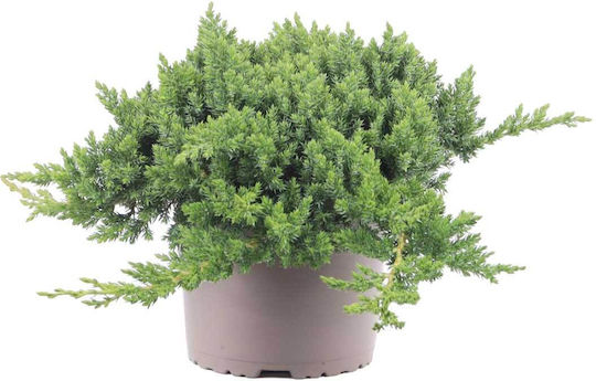 Juniperus Procumbens 'nana' 13см