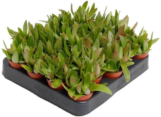 Crassula 'campfire' 5.5cm