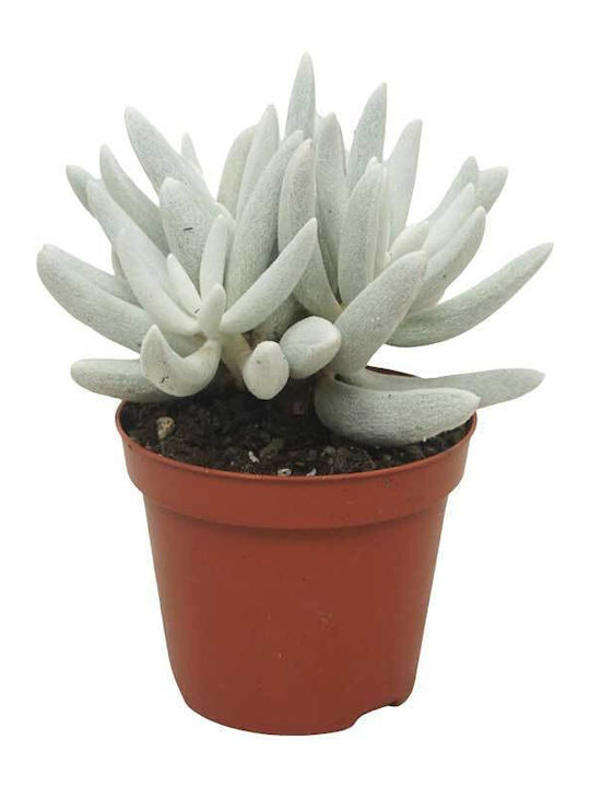 Senecio 'mont Blanc' 8.5cm Senecio 'mont Blanc' 8.5cm