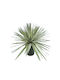 Paradiesvogel in Topfpflanze 58cm Marhome