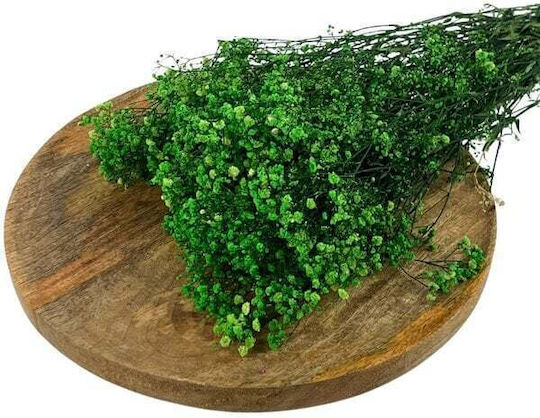 Dried Gypsophila Flower 240gr Green