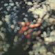 Pink Floyd Obscured By Clouds 1