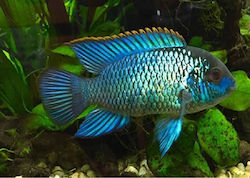 Ζωντανα Ψαρια Andinoacara Pulcher Neon Blue Blue Acara 7cm