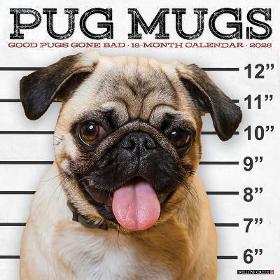 Pug Mugs 2026 12 X 12 Wall Calendar Willow Creek Press Willow Creek Press Calendars