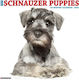 Schnauzer Puppies 2026 12 X 12 Wall Calendar Willow Creek Press Willow Creek Press Calendars