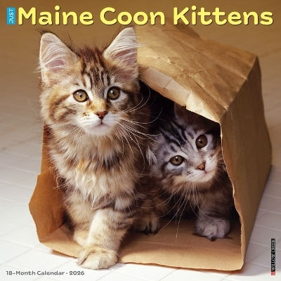 Maine Coon Kittens 2026 Wall Calendar Willow Creek Press Wlcp