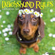 Dachshund Rules 2026 12 X 12 Wall Calendar Willow Creek Press Willow Creek Press Calendars