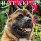 Akitas 2026 12 X 12 Wall Calendar Willow Creek Press Willow Creek Press Calendars
