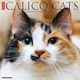 Calico Cats 2026 Wall Calendar Willow Creek Press Wlcp