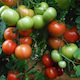 Seminis Semințe Tomateς 280gr