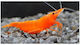 Гаридка Neocaridina Оранжева Череша 1.5-2см