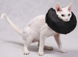 Grande Finale Postoperative Collar Size 1