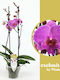 Phalaenopsis Mf Purple Simona 2 Stems