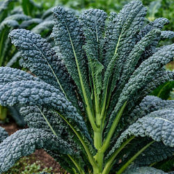 Λαχανίδα – Kale “nero Di Toscana” Σπόροι – 2γρ Λαχανίδα – Kale “nero Di Toscana” Σπόροι – 2γρ