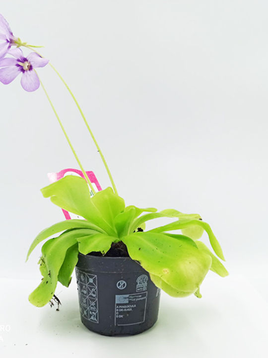 Pinguicula – Πινγουικούλα Σαρκοφάγο Φυτό